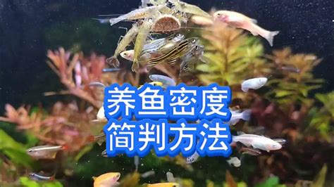 養魚意思